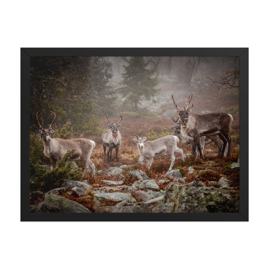 Wirvelvind Renen i den norra dimman