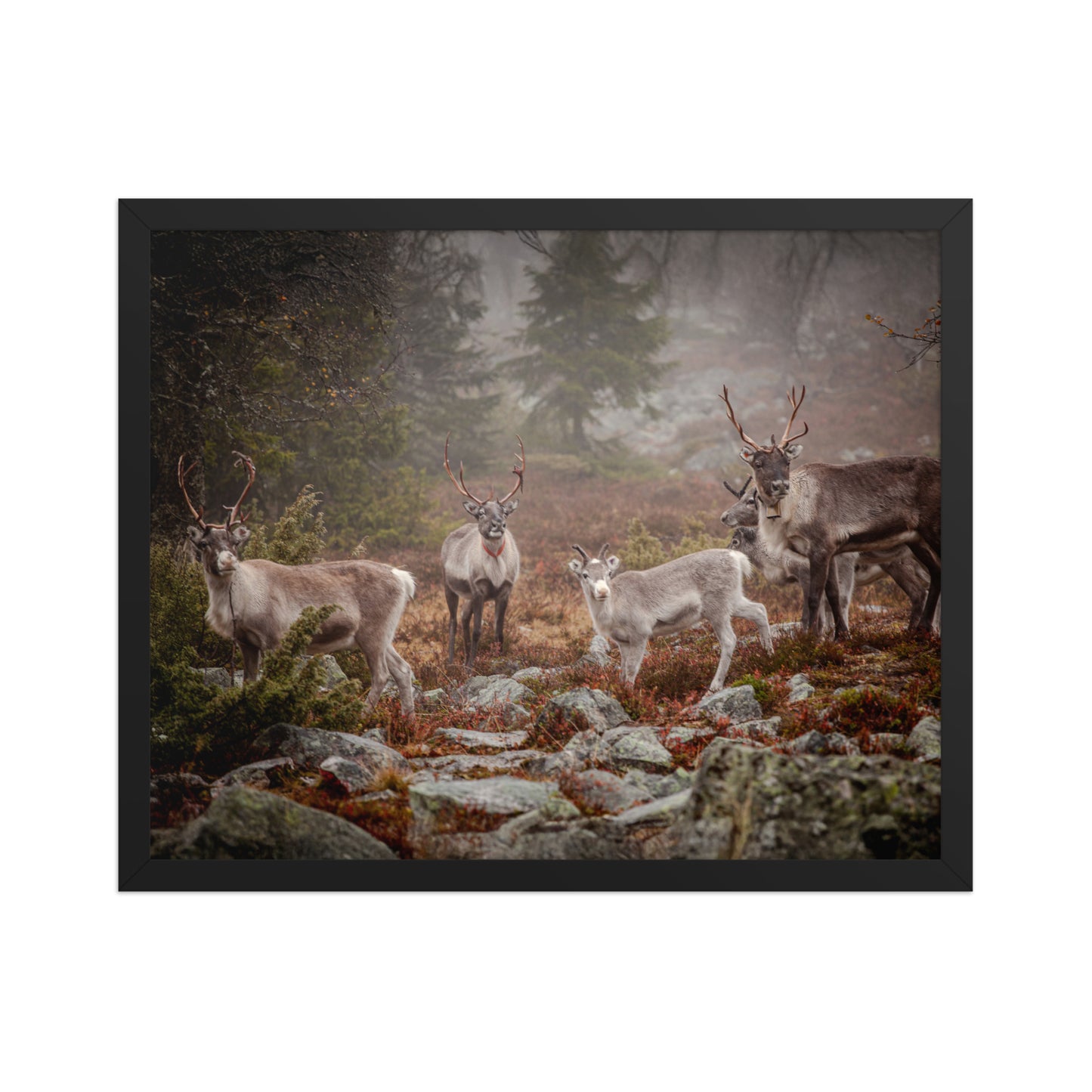 Wirvelvind Renen i den norra dimman