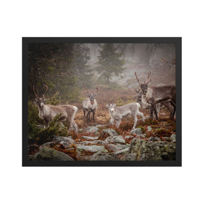 Wirvelvind Renen i den norra dimman