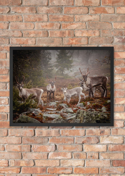 Wirvelvind Renen i den norra dimman